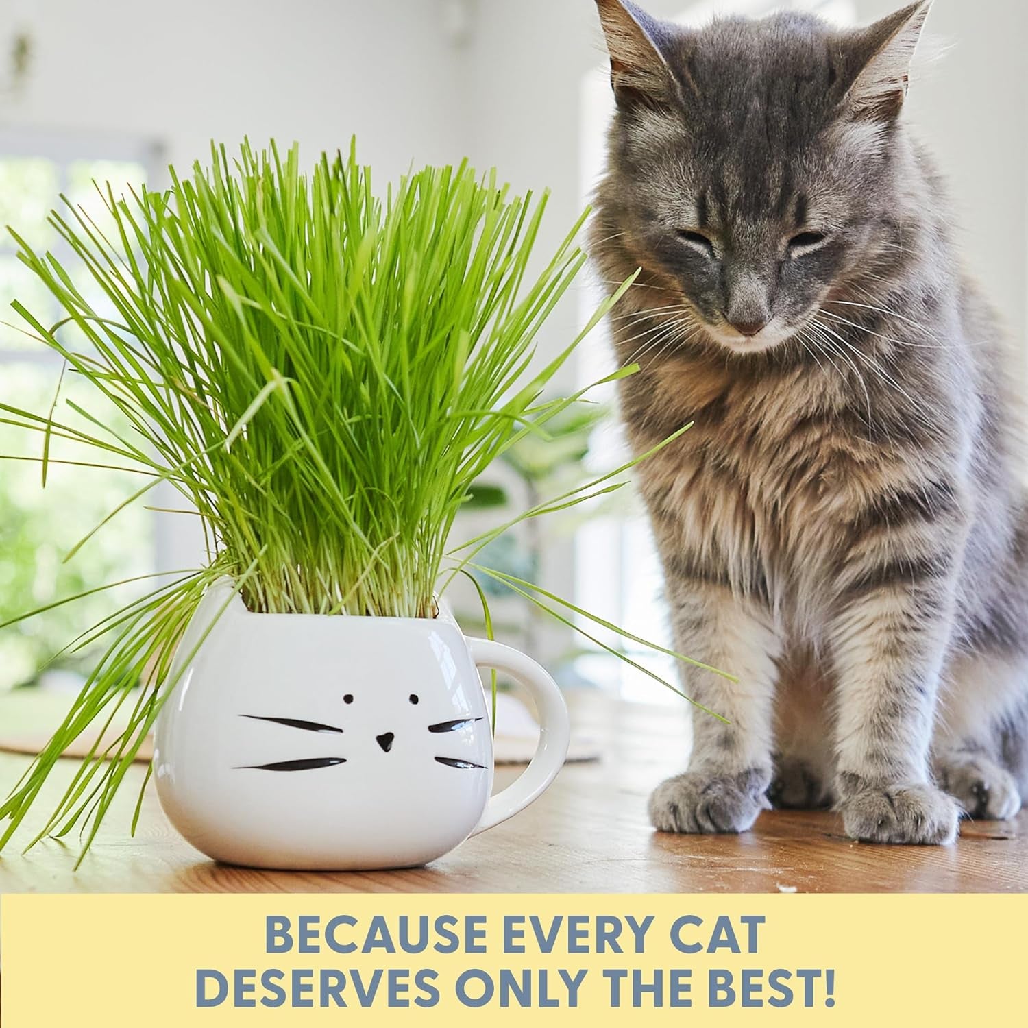 Organic Cat Grass Growing Kit: Natural Hairball Control, Cat Planter Included